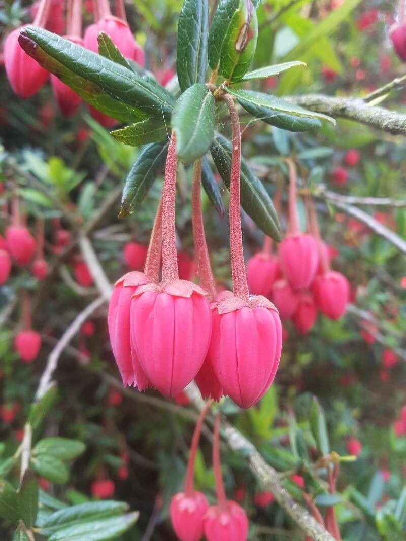 Crinodendron hookerianum