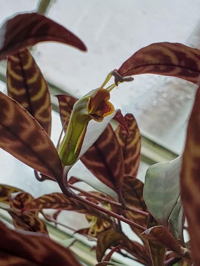 Aeschynanthus longicaulis