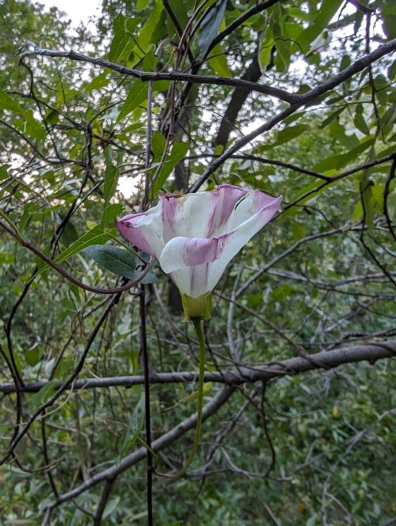 Calystegia macrostegia
