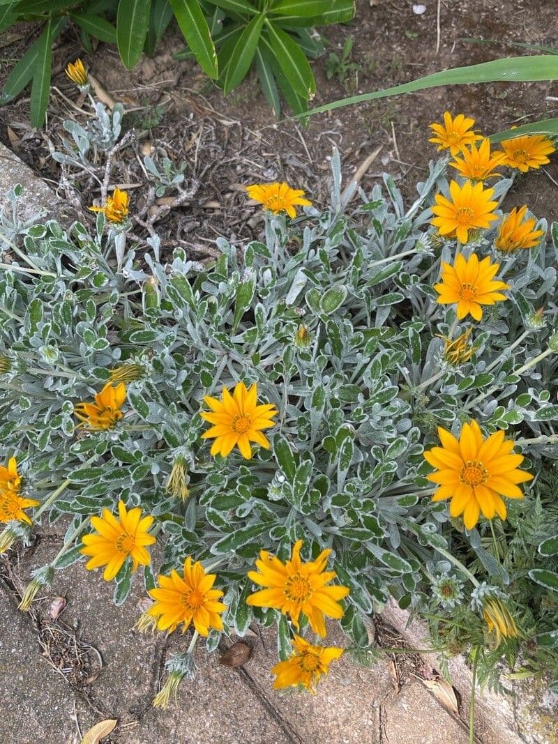 Jacobaea uniflora