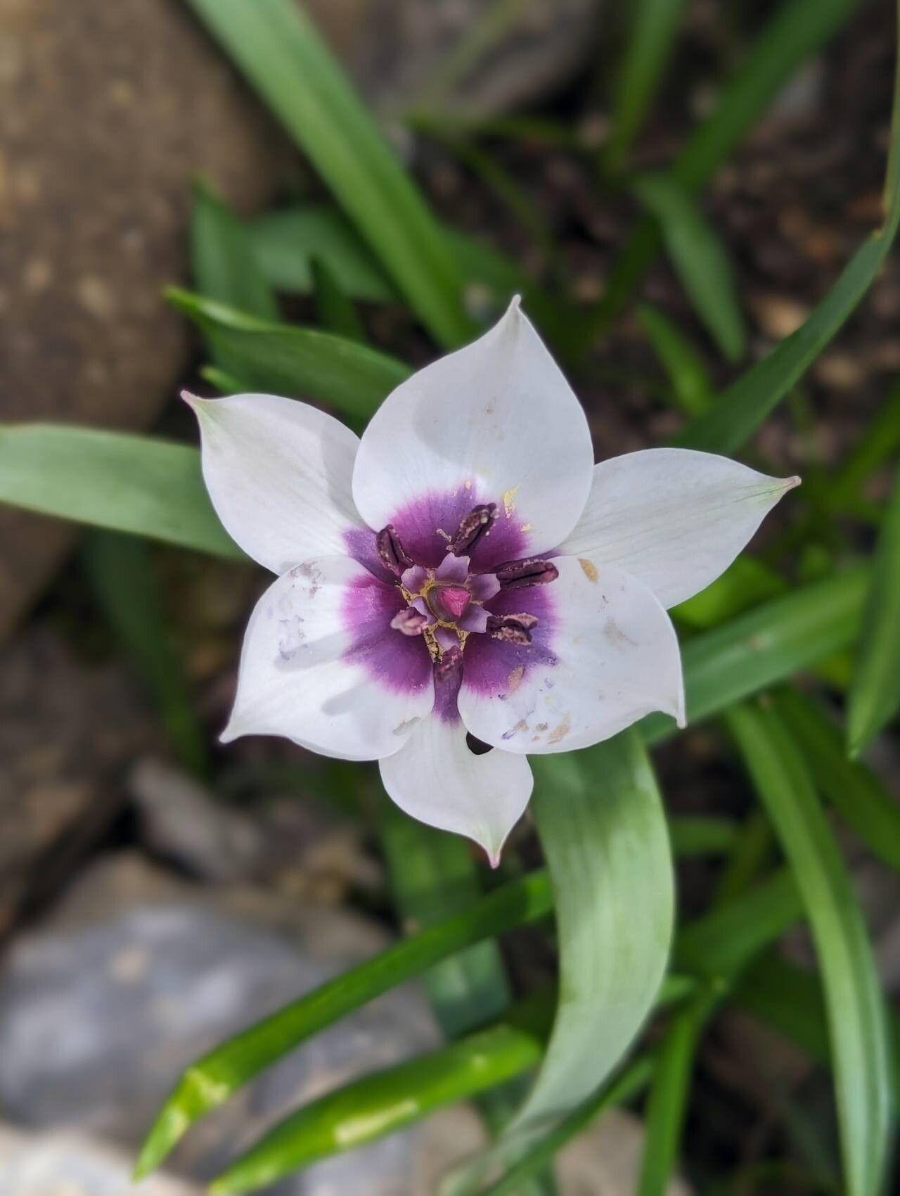 Tulipa humilis