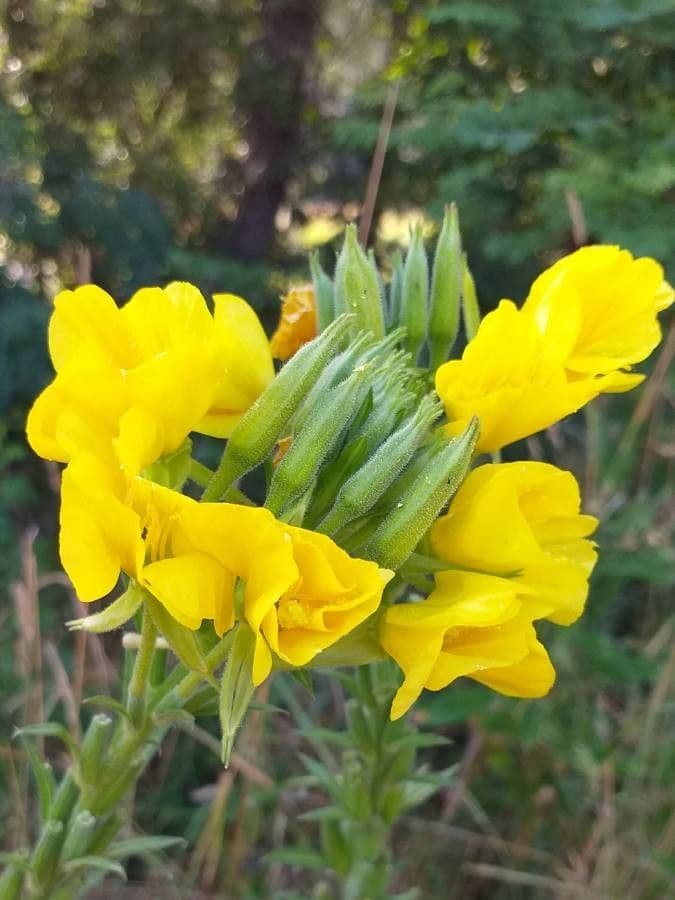 Oenothera biennis