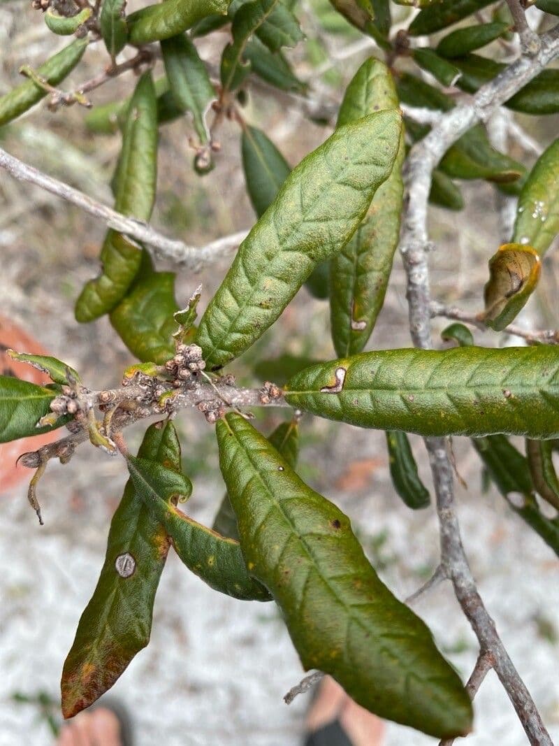 Quercus geminata