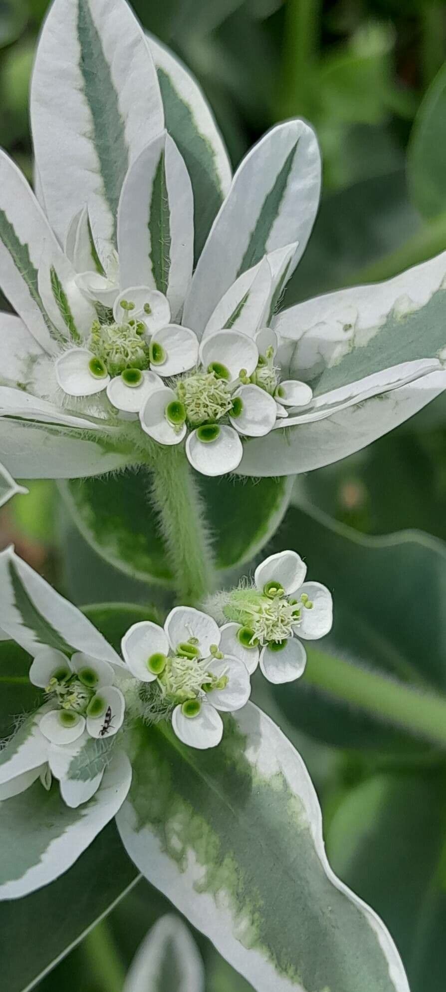 Euphorbia marginata