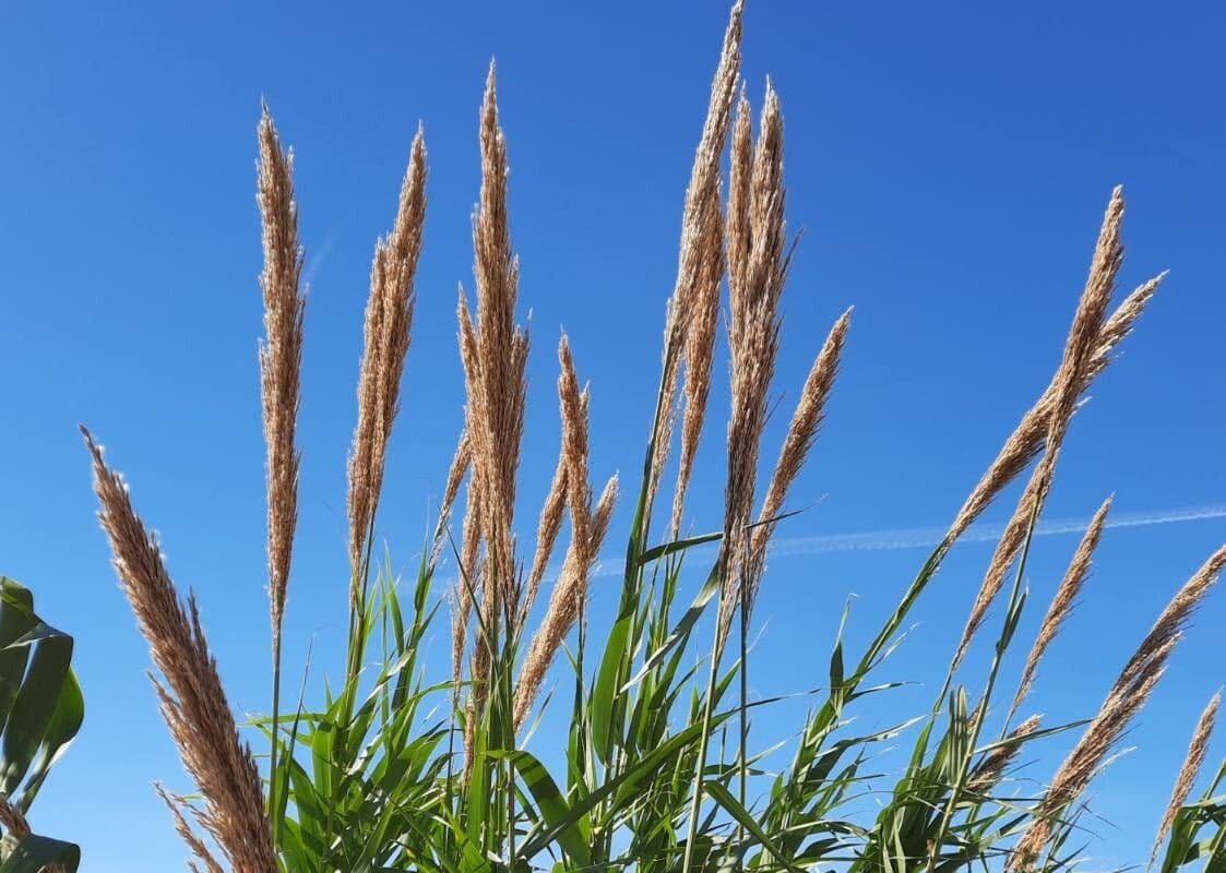 Arundo donax