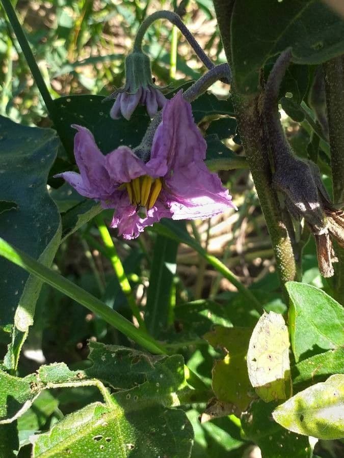 Solanum melongena