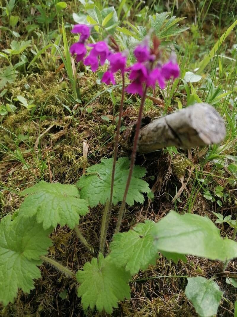 Primula matthioli