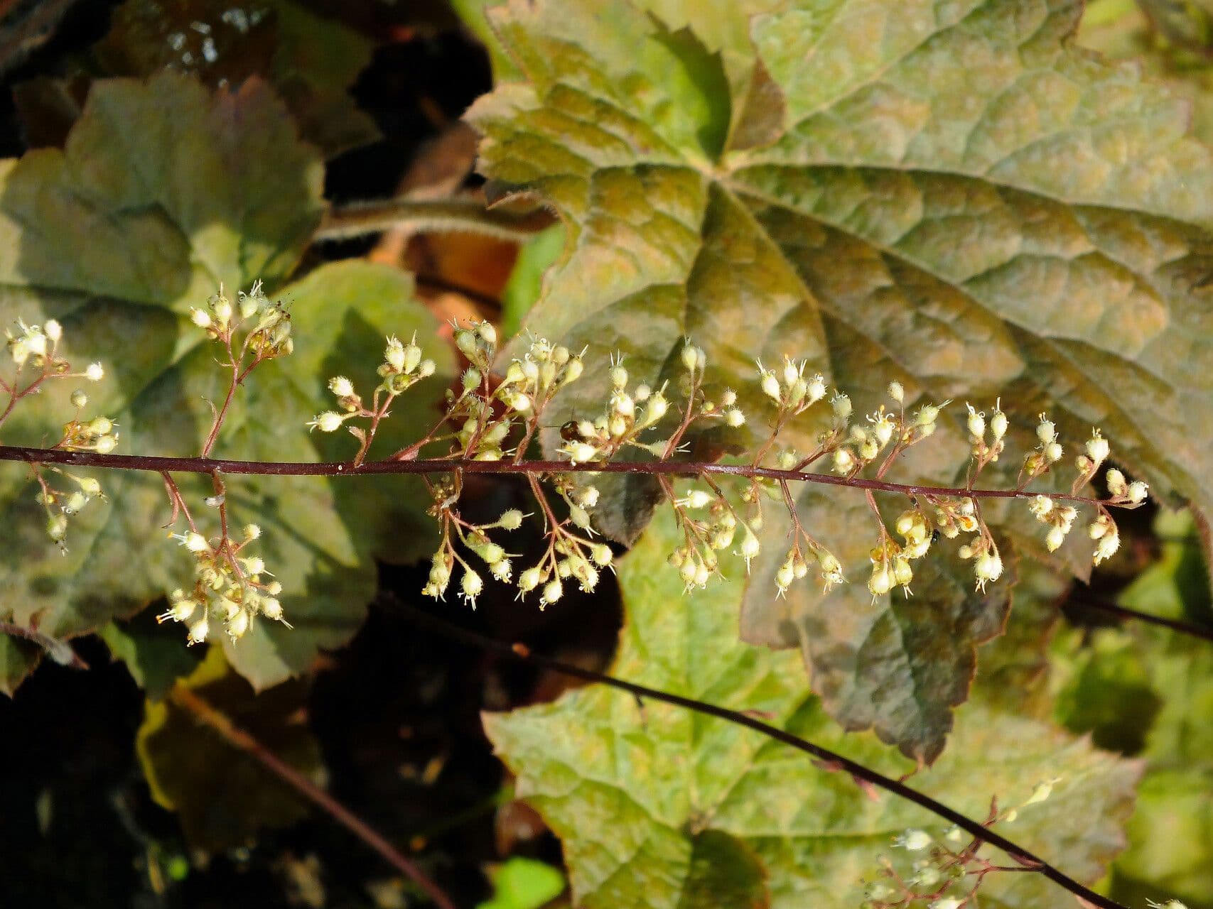 Heuchera villosa