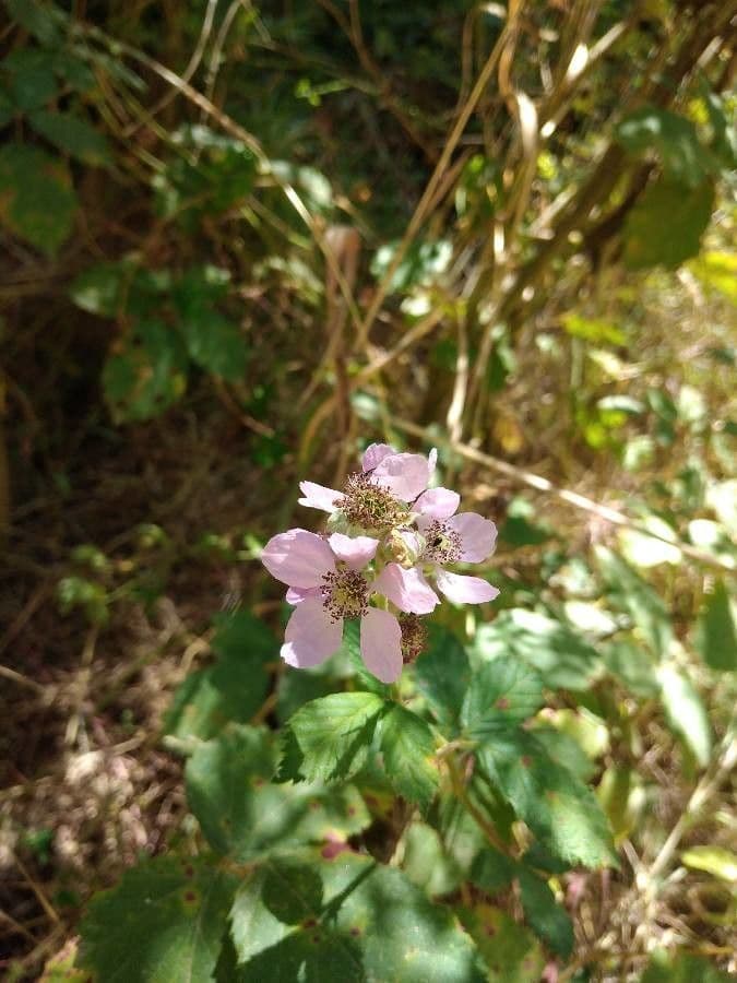 Rubus albiflorus