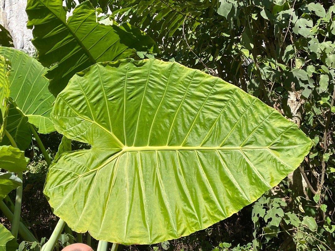 Alocasia macrorrhizos