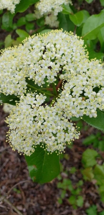 Viburnum rufidulum