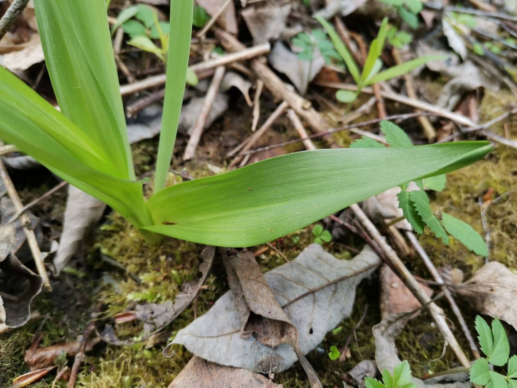 Colchicum umbrosum