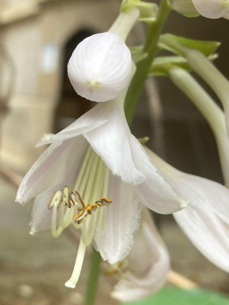 Hosta plantaginea