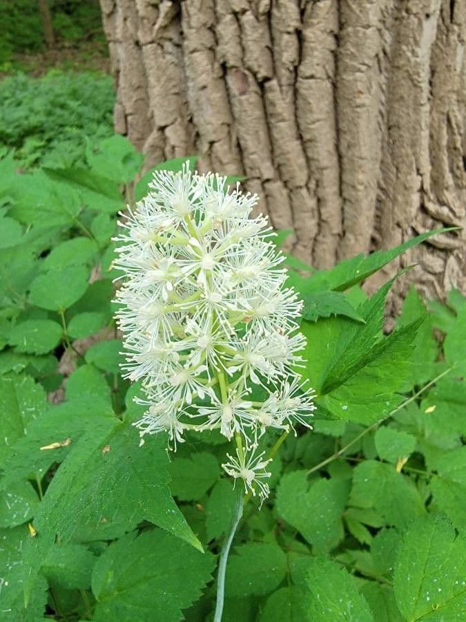 Actaea pachypoda