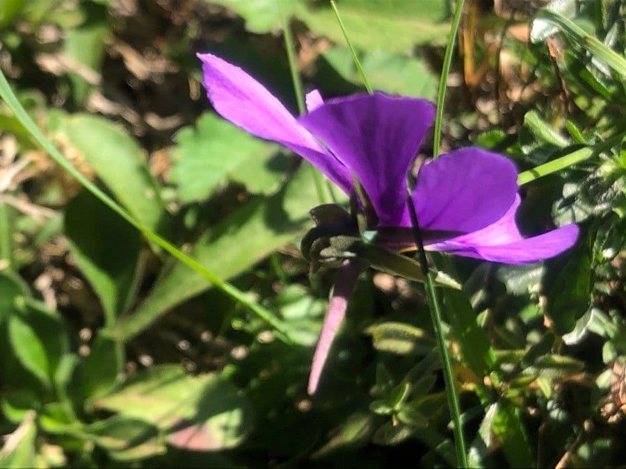 Viola bubanii