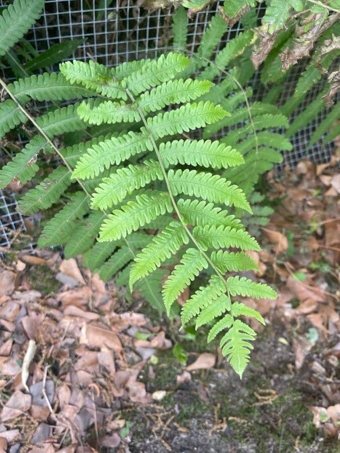 Thelypteris noveboracensis