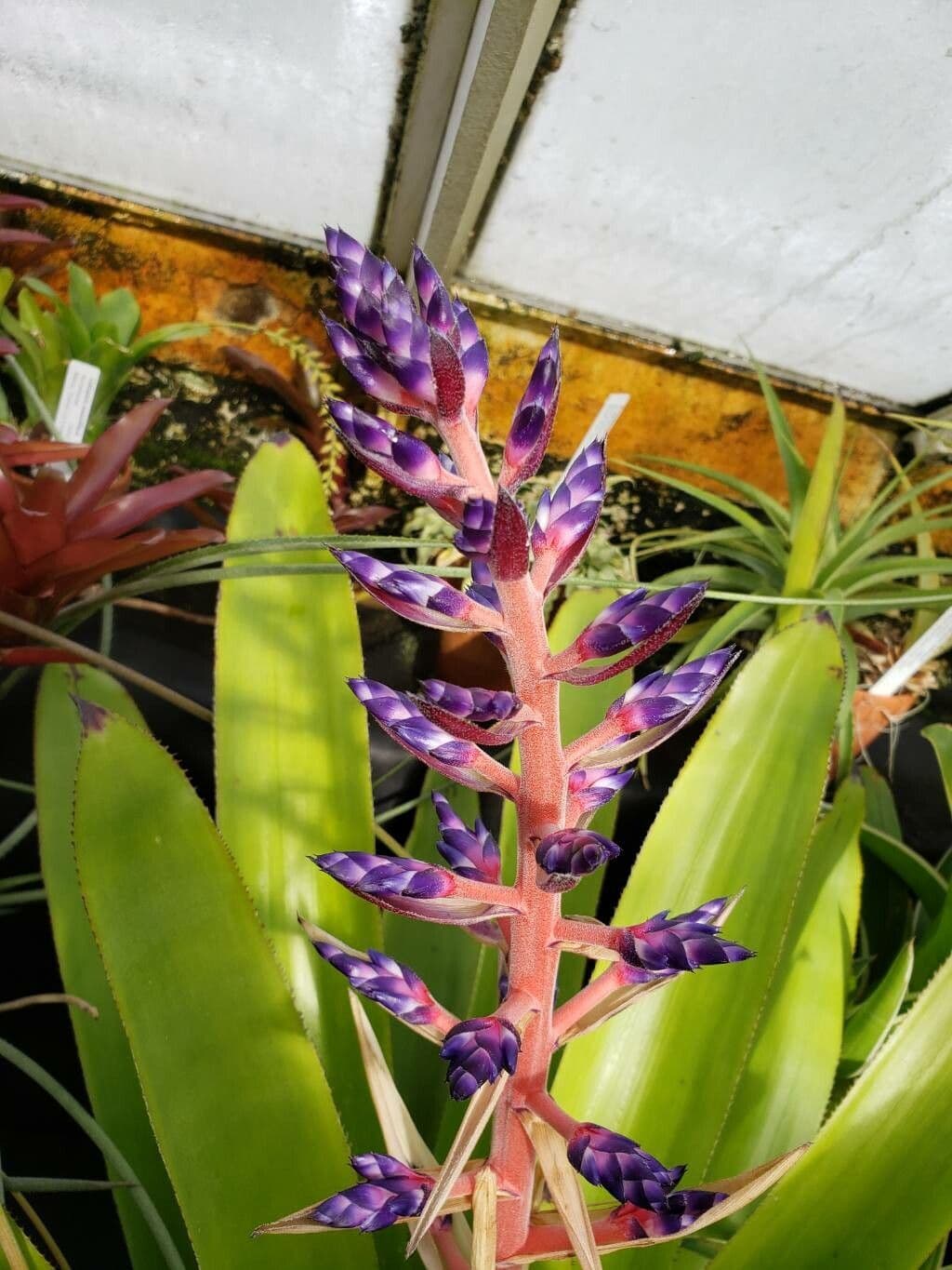 Aechmea fendleri