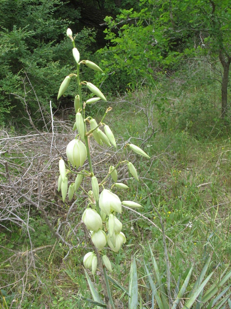 Yucca pallida