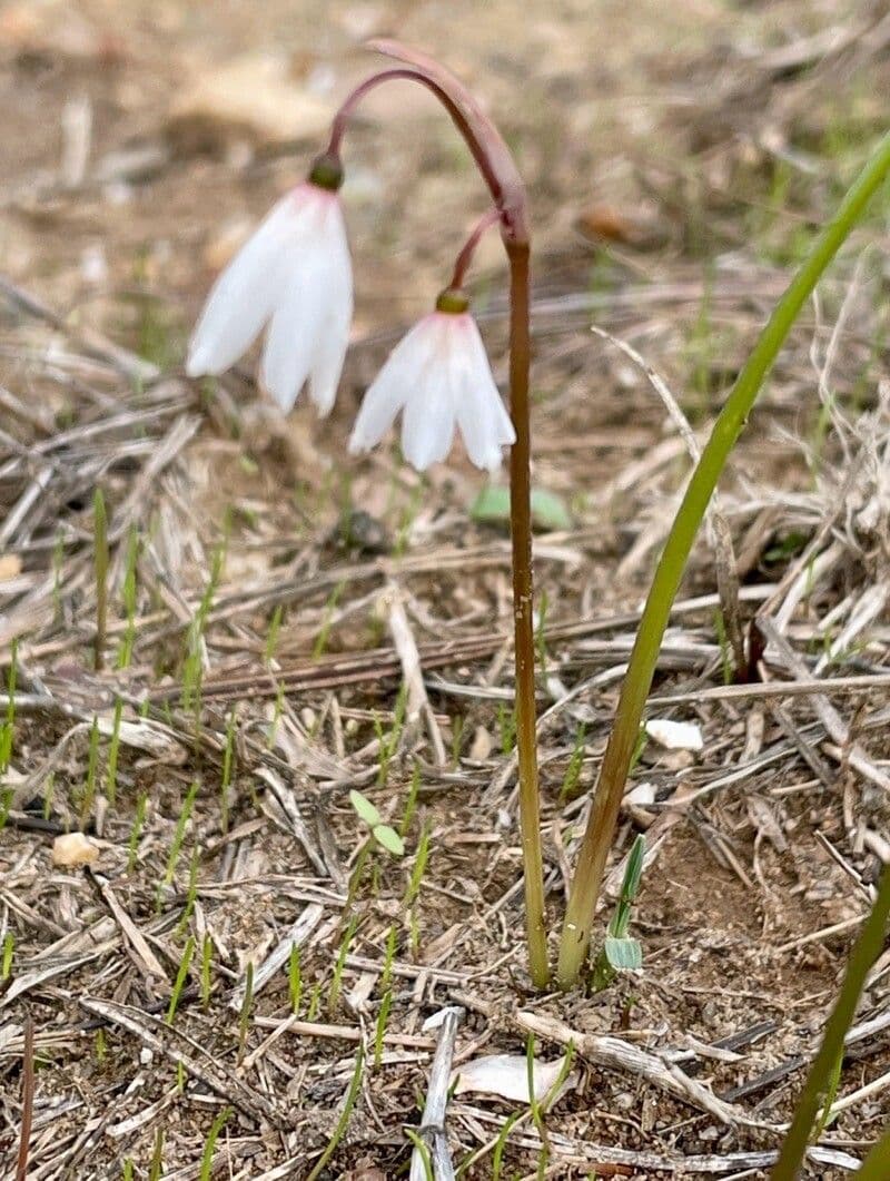 Acis autumnalis