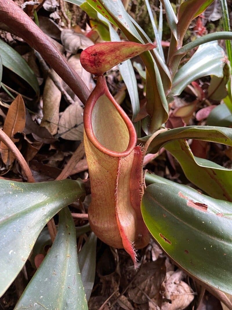 Nepenthes vieillardii