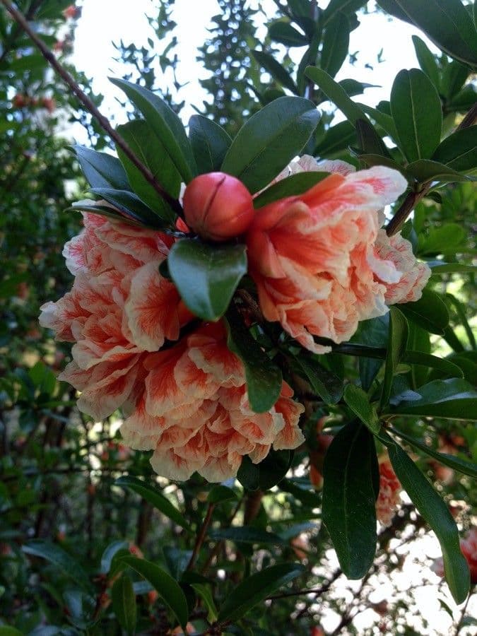 Punica granatum