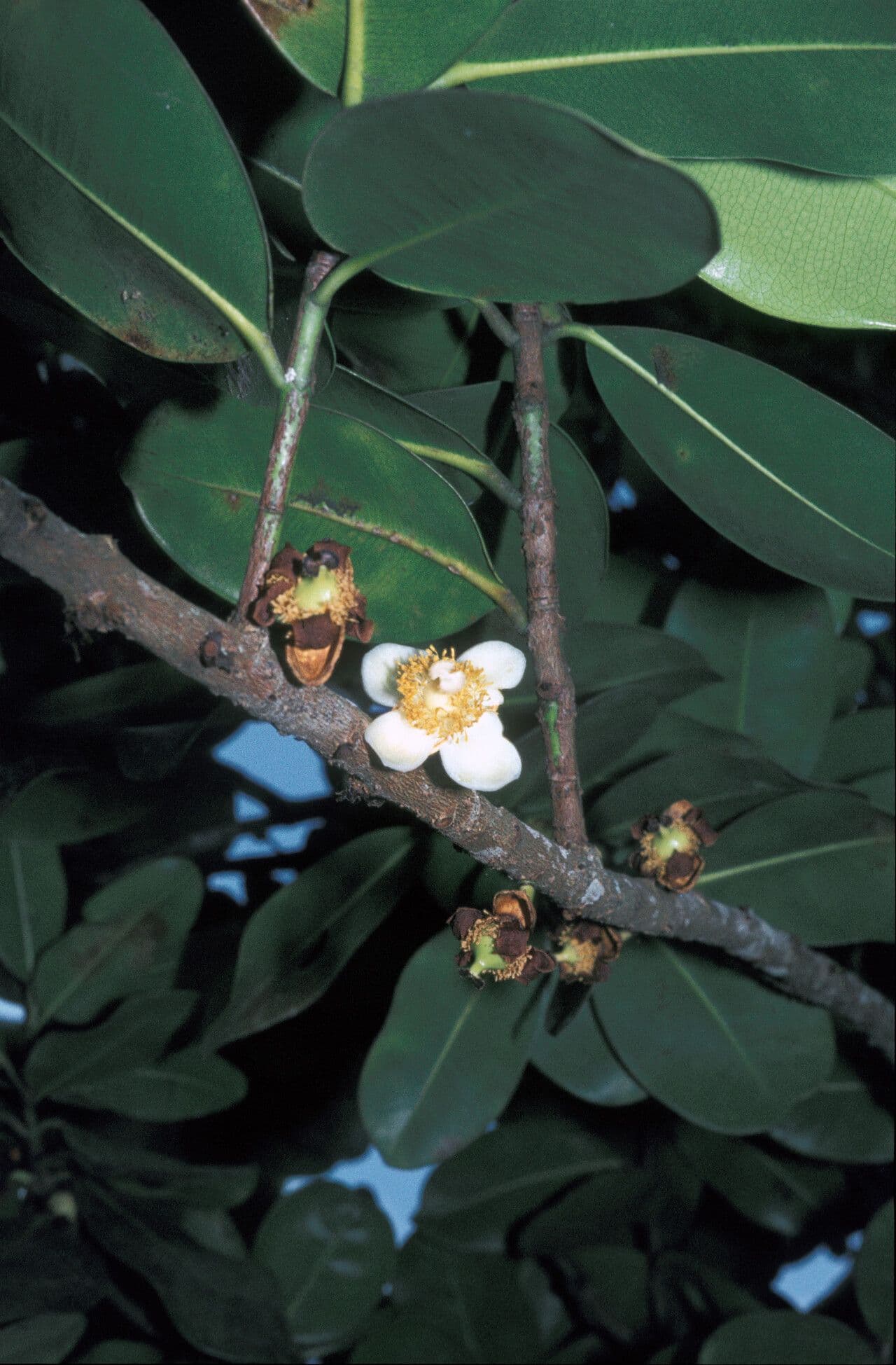 Mammea americana