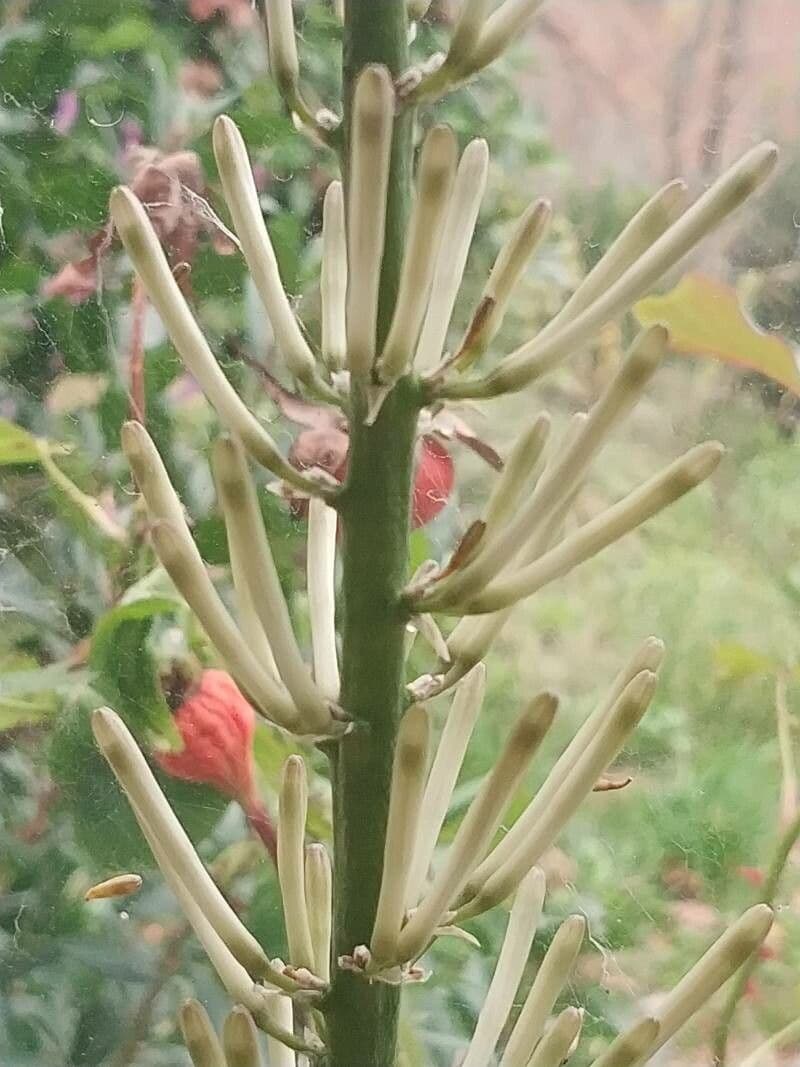 Dracaena angolensis