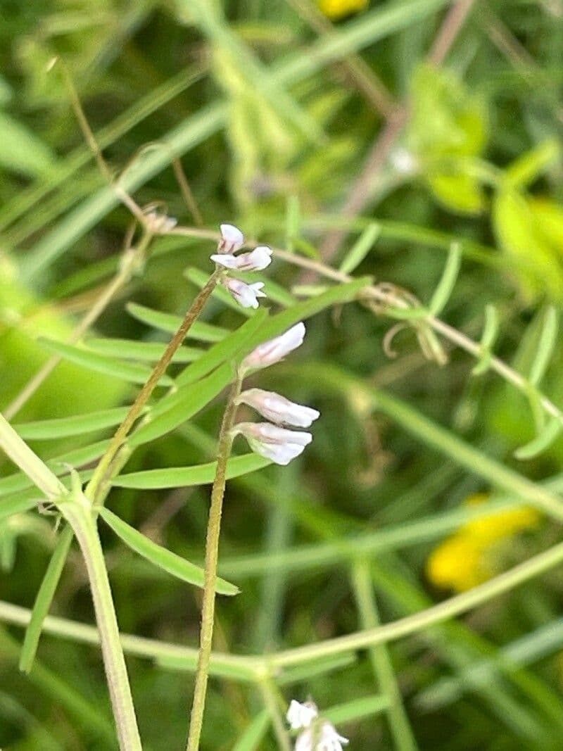 Vicia hirsuta