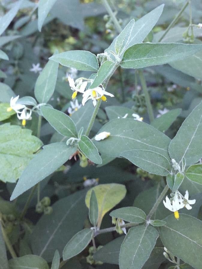 Solanum chenopodioides