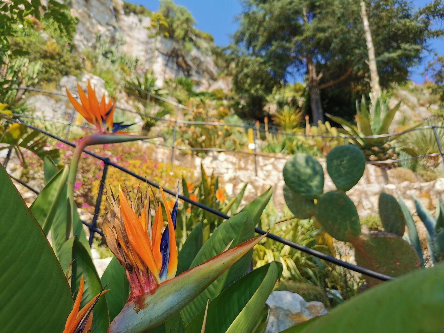 Strelitzia reginae