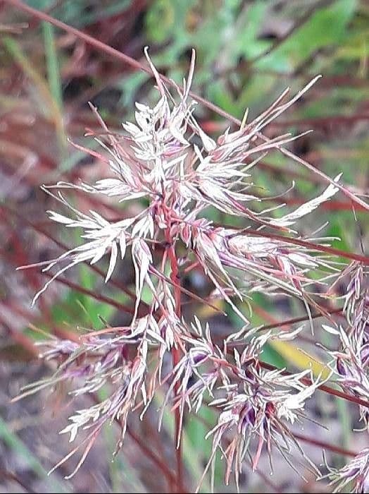 Poa bulbosa