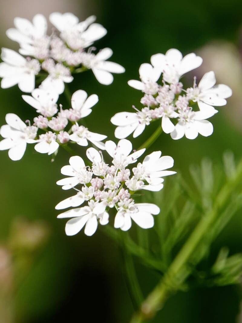 Coriandrum sativum