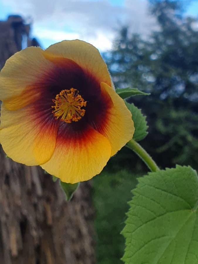 Abutilon hirtum