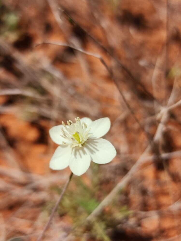 Platystemon californicus