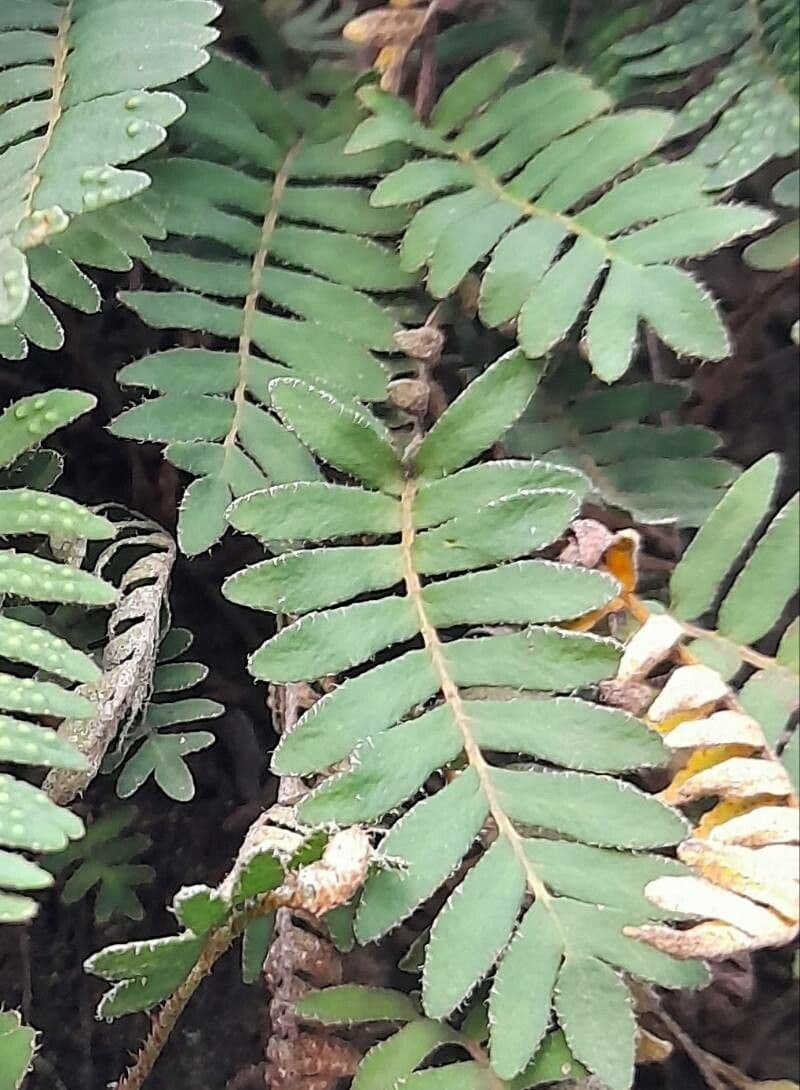 Pleopeltis polypodioides