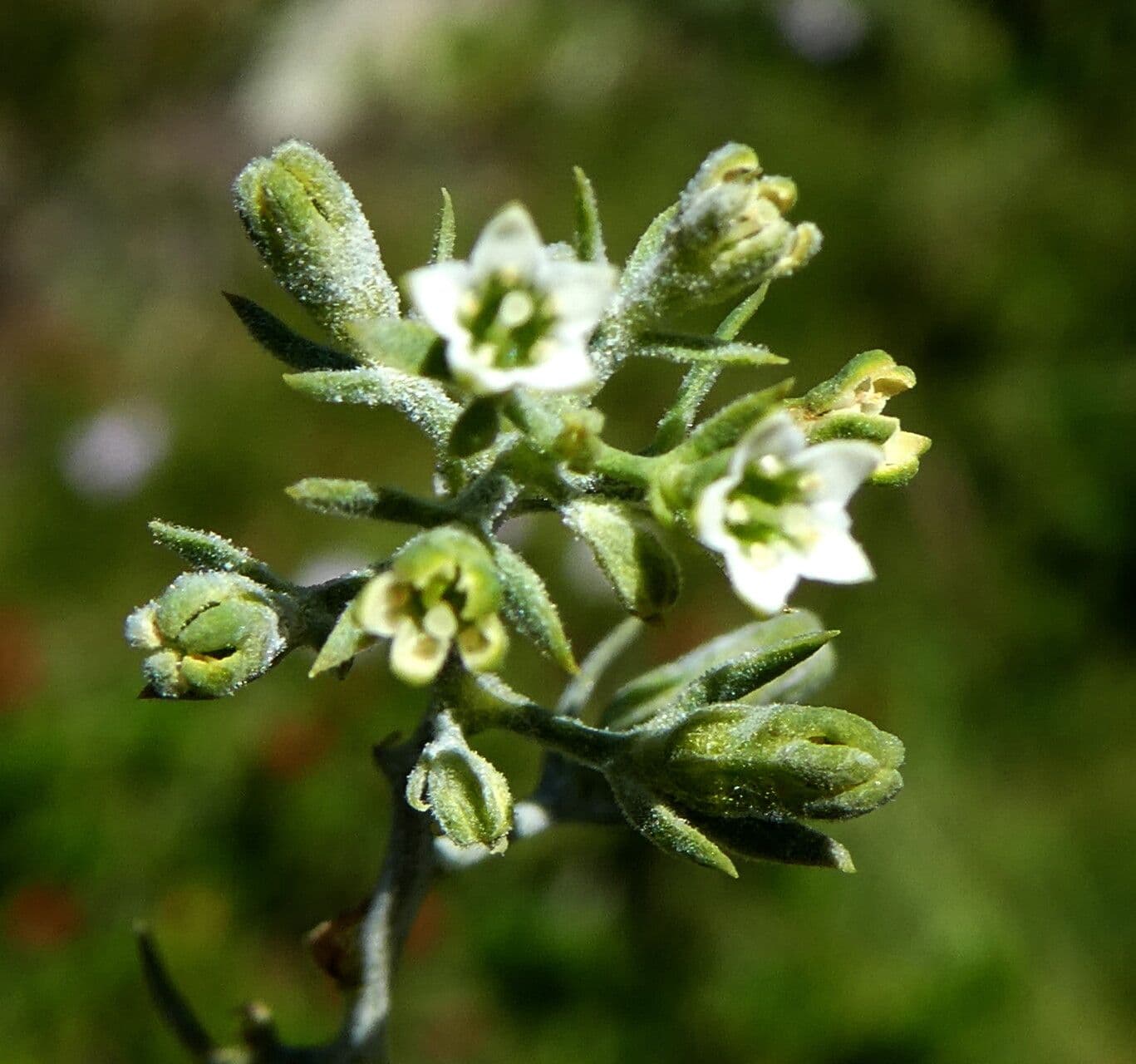 Thesium alpinum