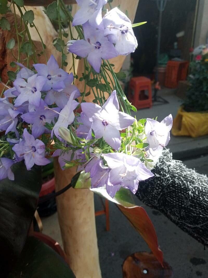 Campanula fragilis