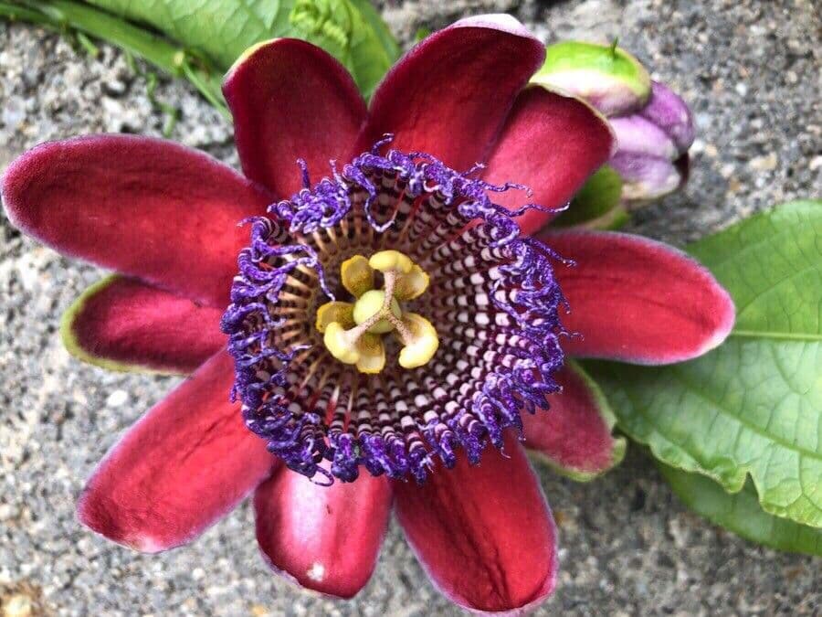 Passiflora quadrangularis