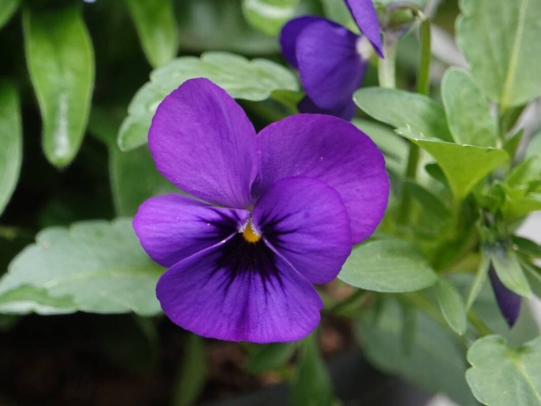 Viola cornuta