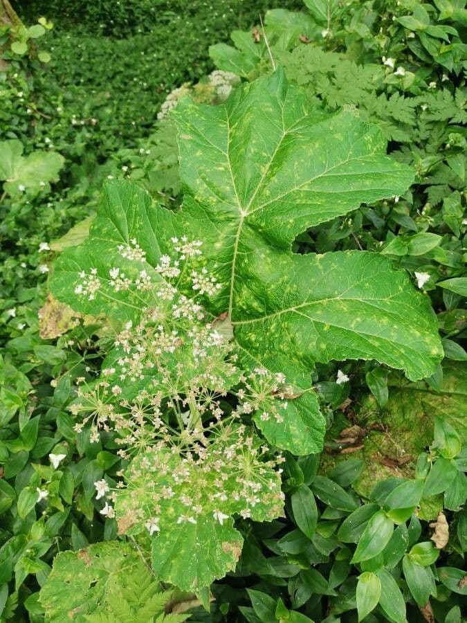 Heracleum maximum