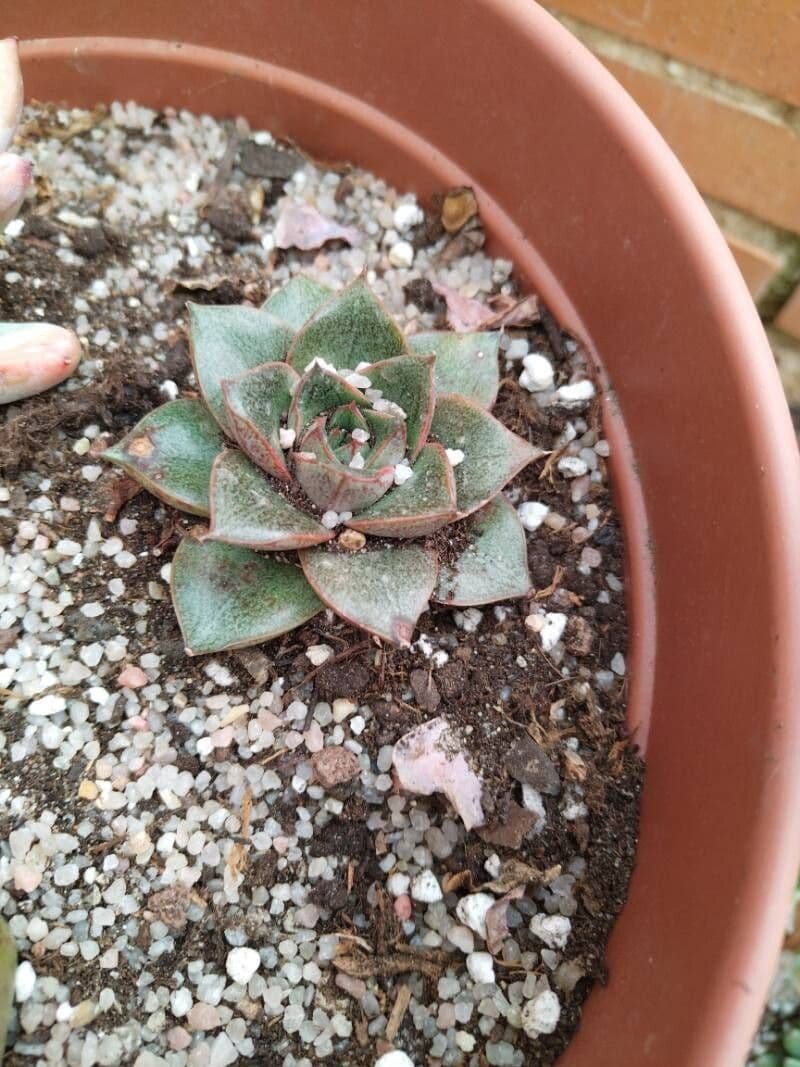 Echeveria purpusorum