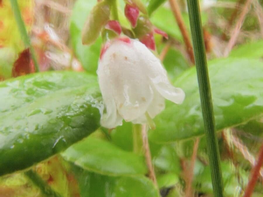 Vaccinium vitis-idaea