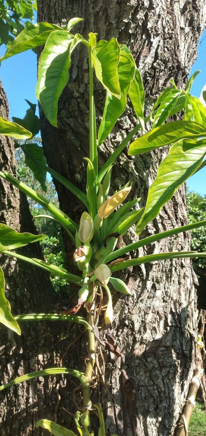 Syngonium auritum