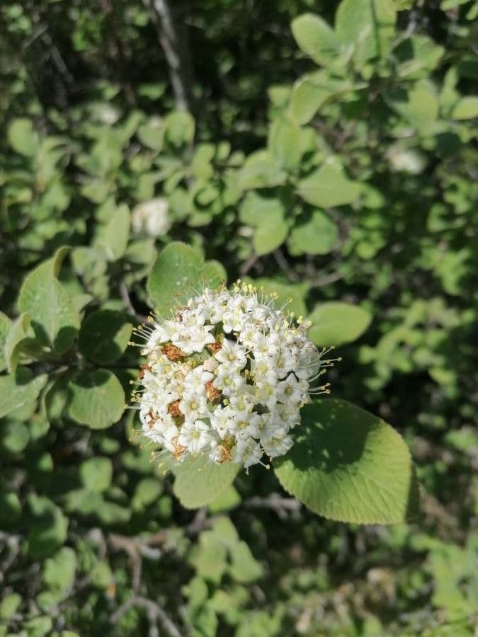 Viburnum lantana