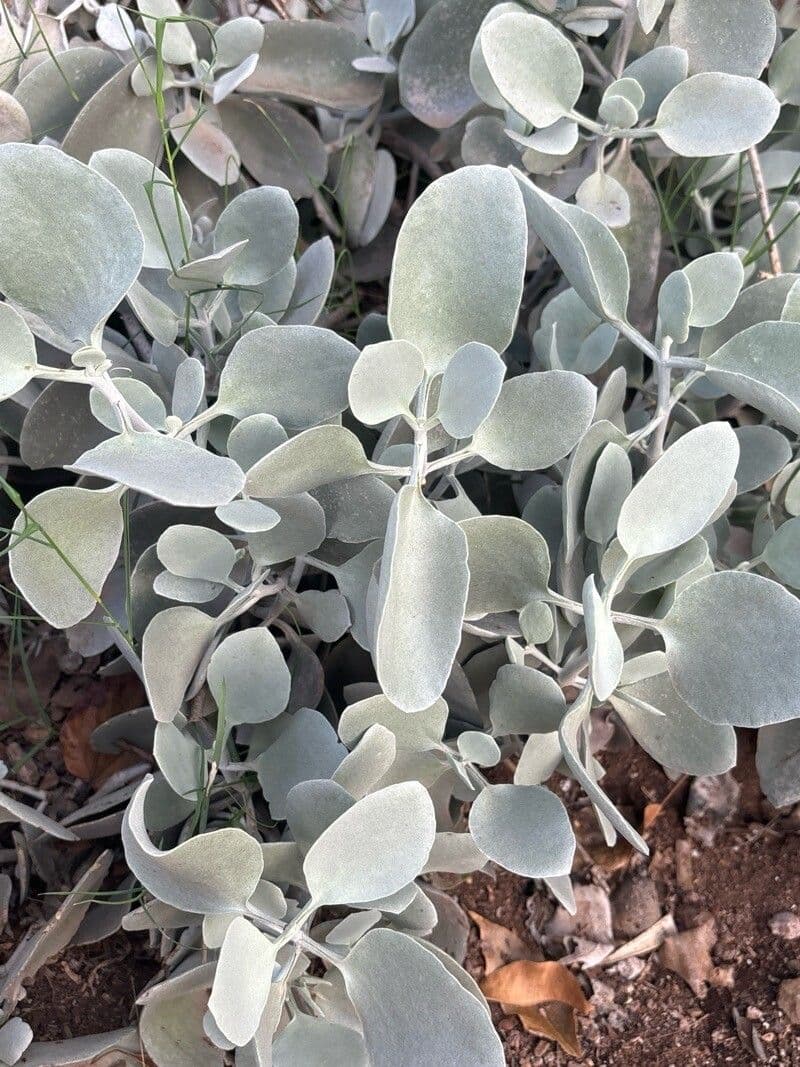 Kalanchoe bracteata