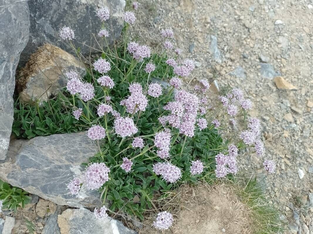 Valeriana apula