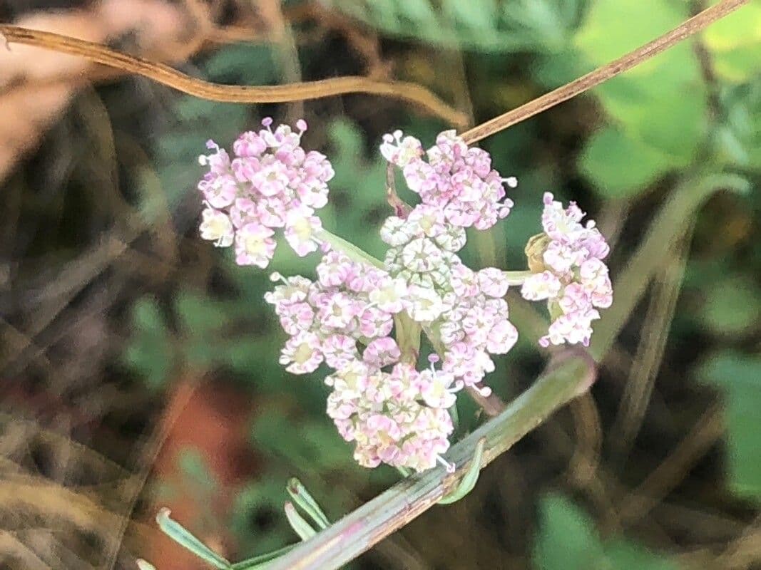 Seseli montanum