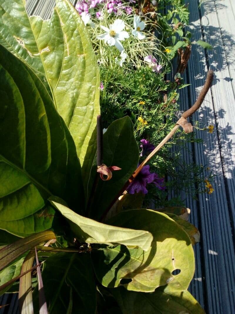 Anthurium jenmanii