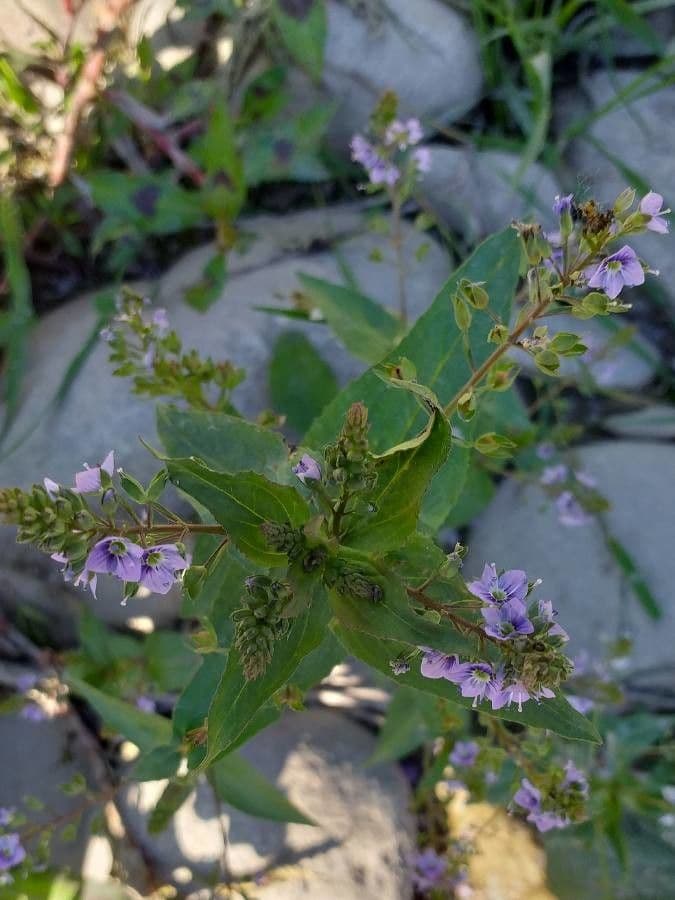 Veronica anagallis-aquatica