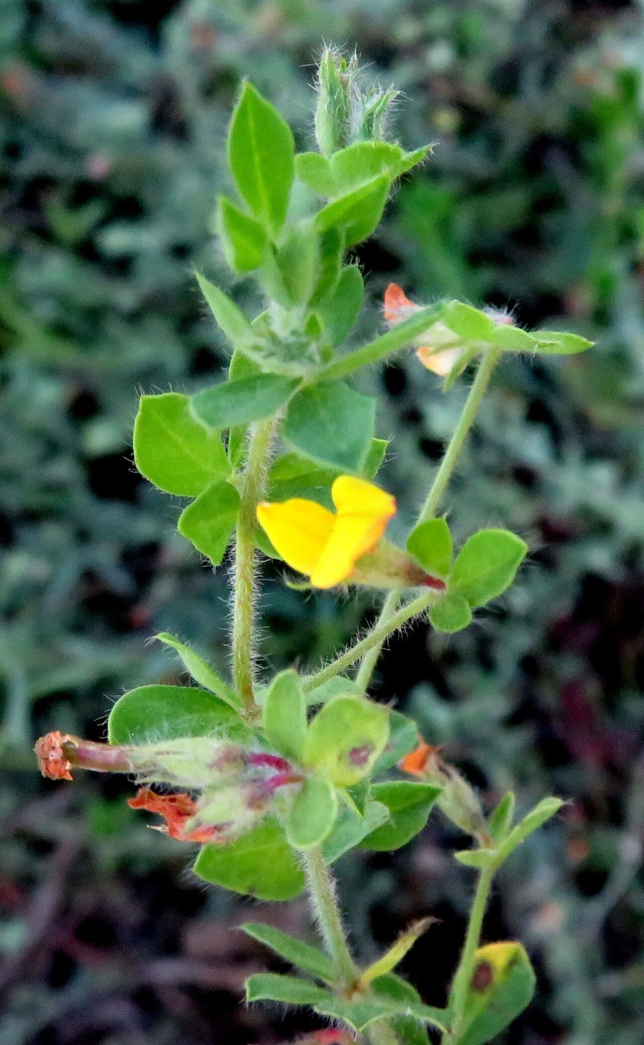 Lotus angustissimus